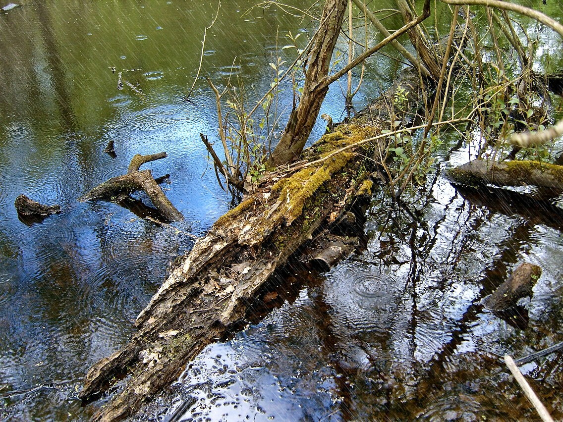 Arbre mort (ou presque) sous la pluie