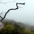 arbre mort sur l'etna un jour de brume