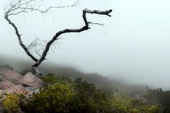 arbre mort sur l'etna un jour de brume