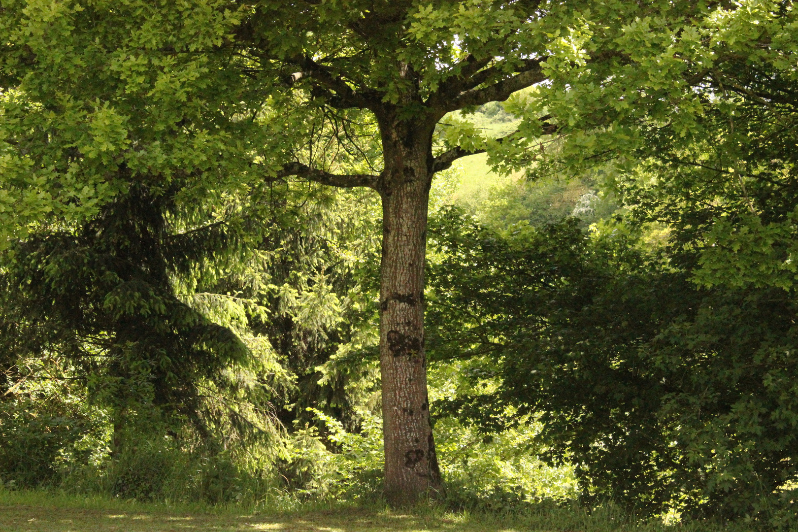 Arbre Normand, Arbre grand!