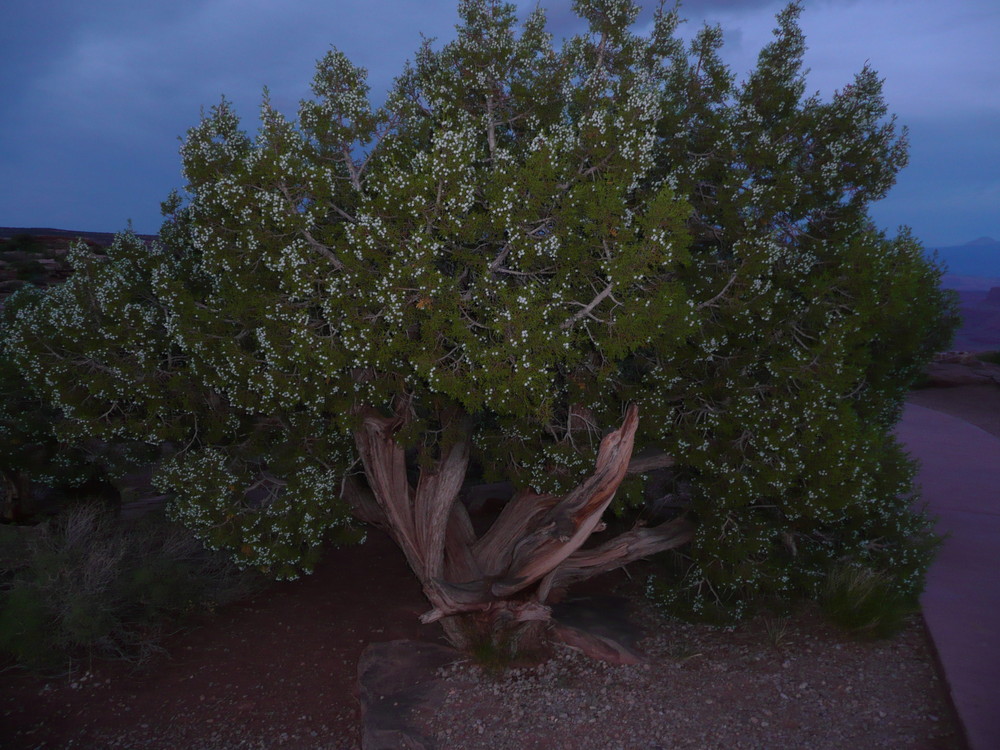 arbre odorant : le Genevrier