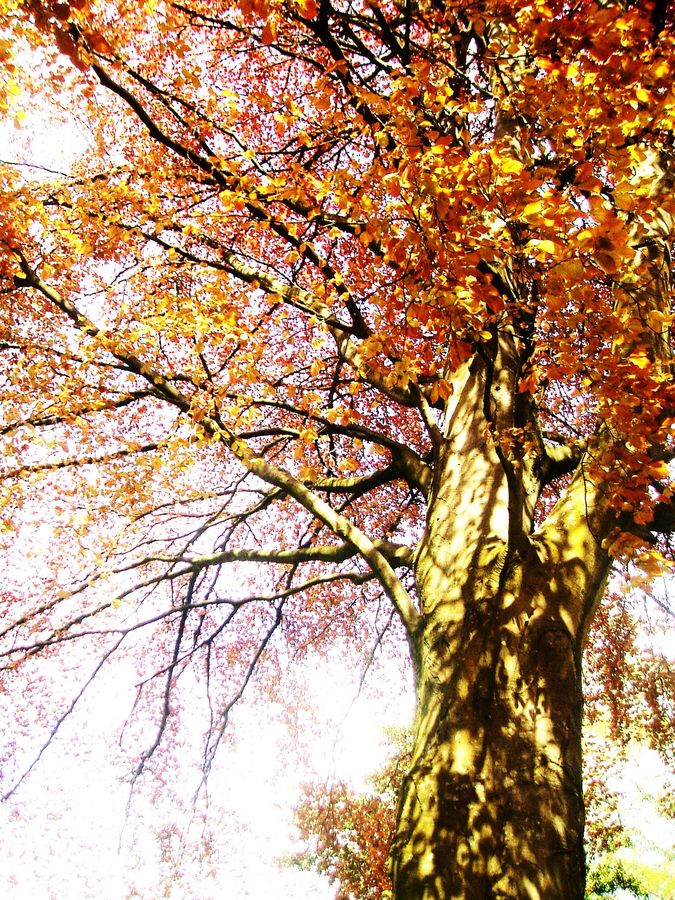 Arbre orangé