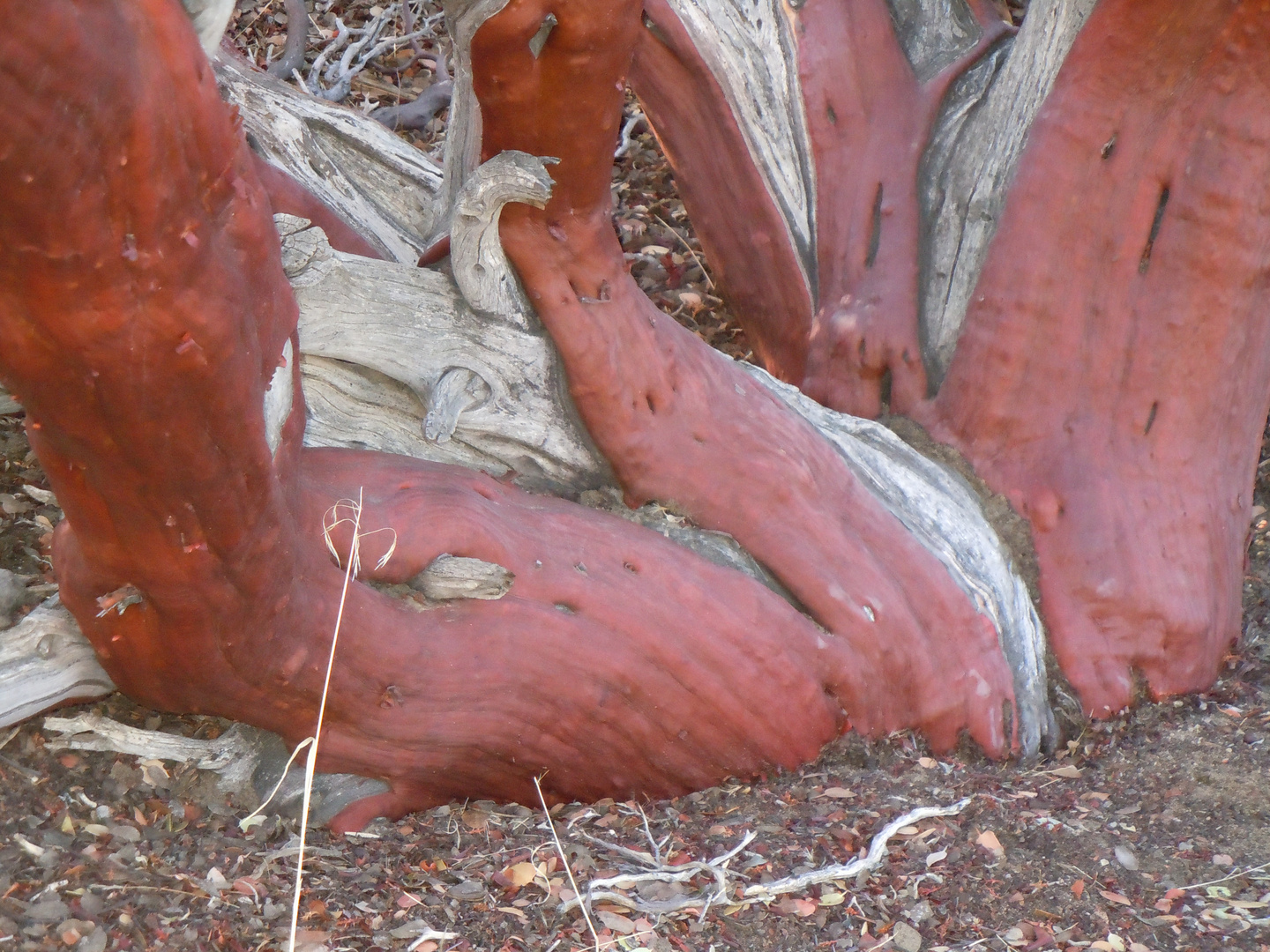 arbre original à Devils punch bowl, Californie, USA