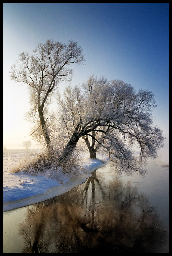 Arbre par la rivière