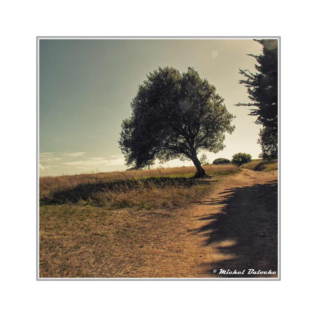 Arbre penché