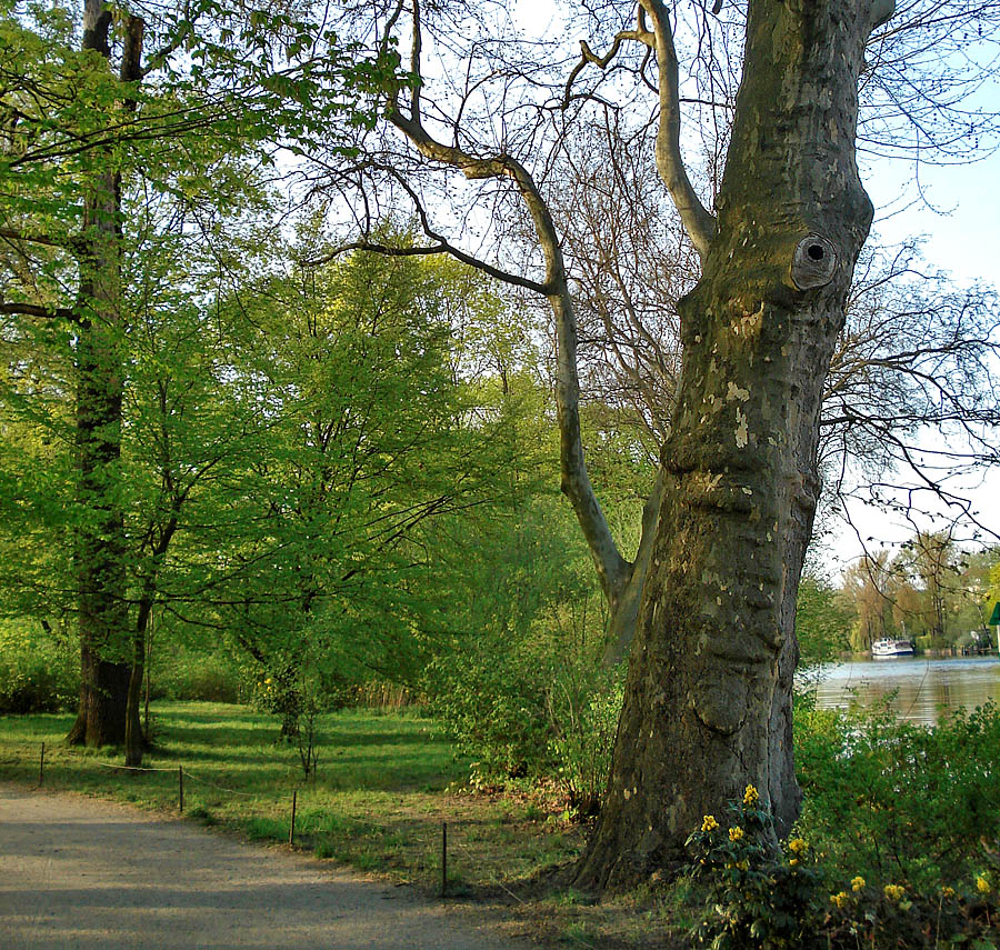 Arbre penseur ou peu convaincu...