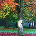 Arbre Poissy