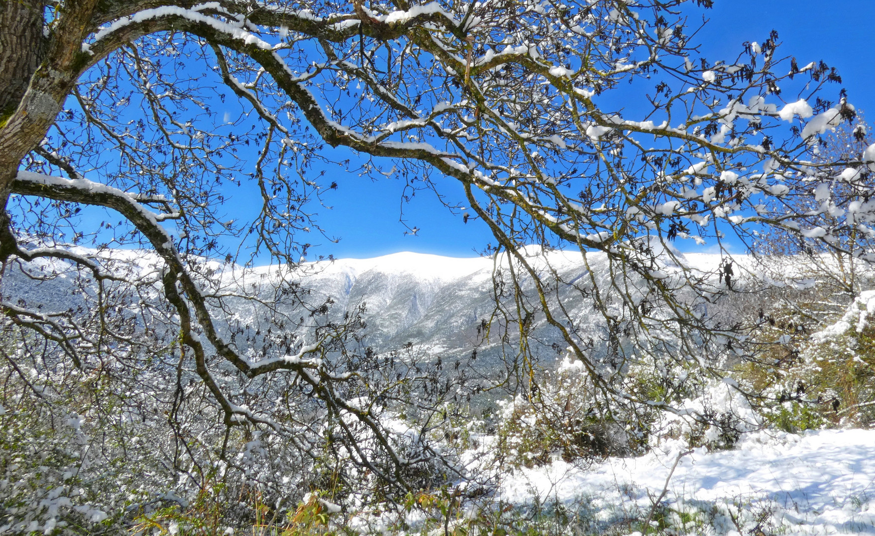  * arbre pompons  de neige *