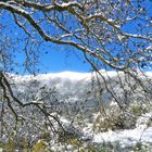  * arbre pompons  de neige *