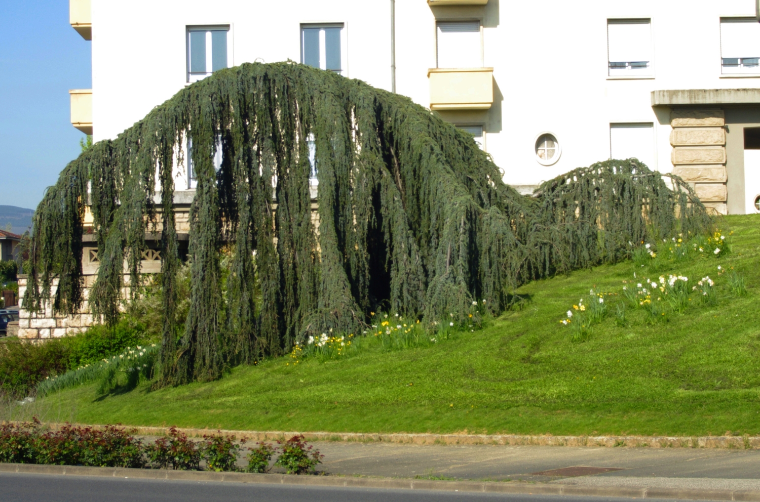 Arbre qui penche.