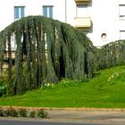 Arbre qui penche.