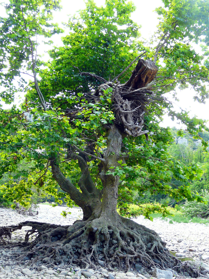 Arbre : Racine(s) sans Corneille ;-)