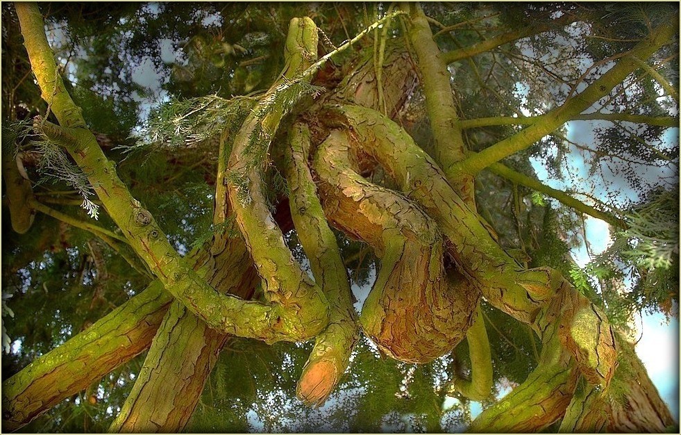 Arbre remarquable à Combourg / 2