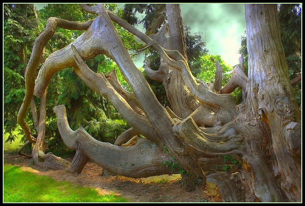 Arbre remarquable à Combourg / 3