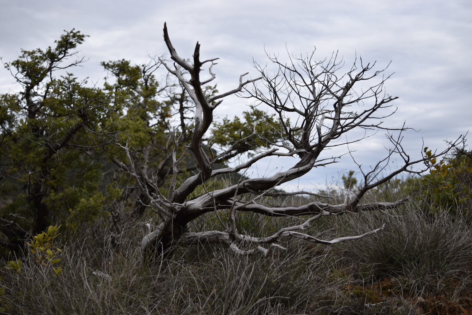 Arbre sans vie