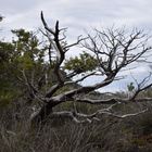 Arbre sans vie