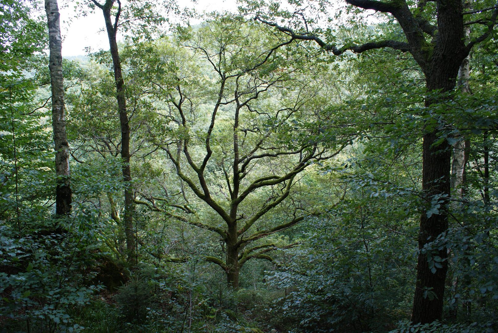 Arbre séculaire