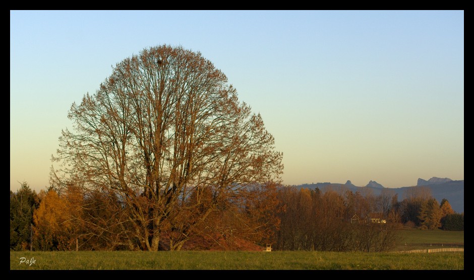 Arbre seul !