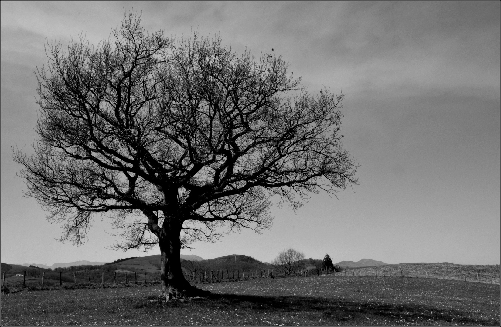 Arbre solitaire