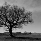 Arbre solitaire