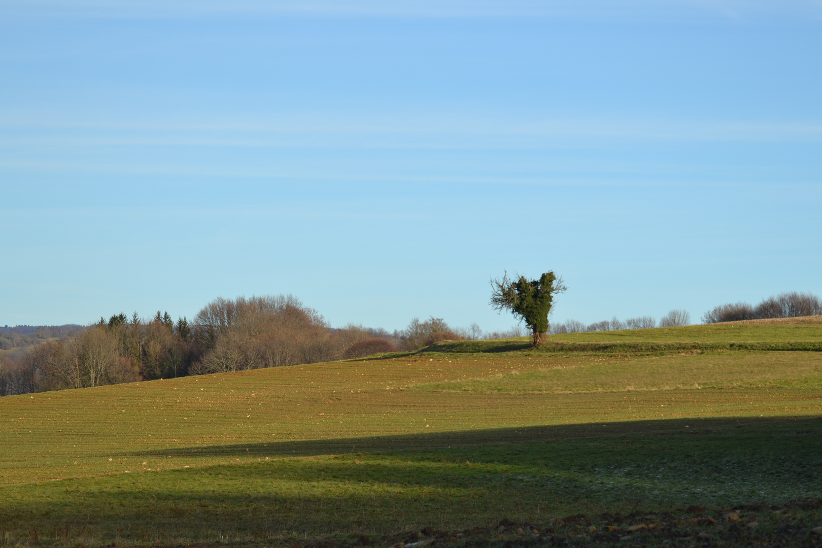 arbre solitaire