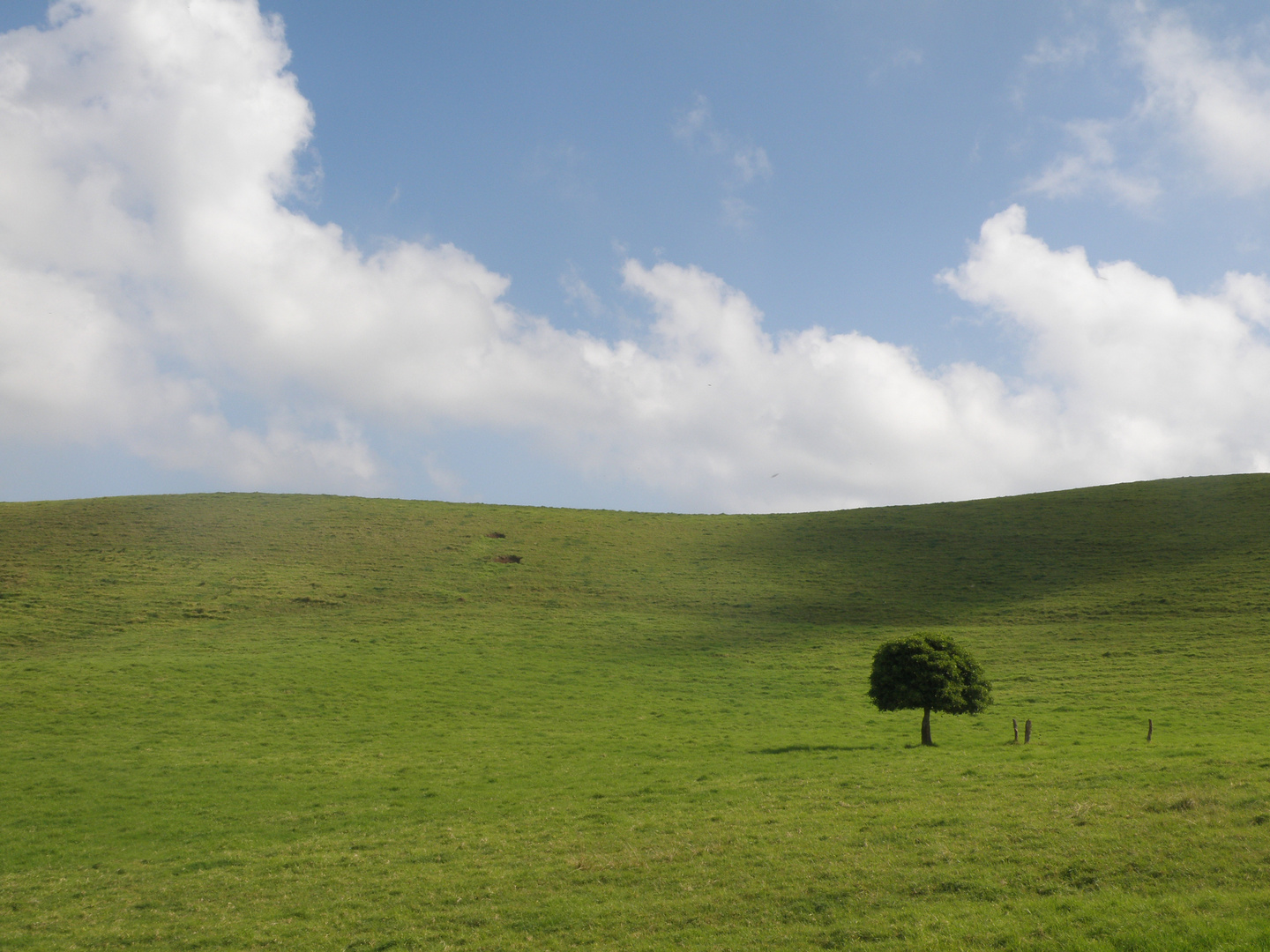 Arbre solitaire