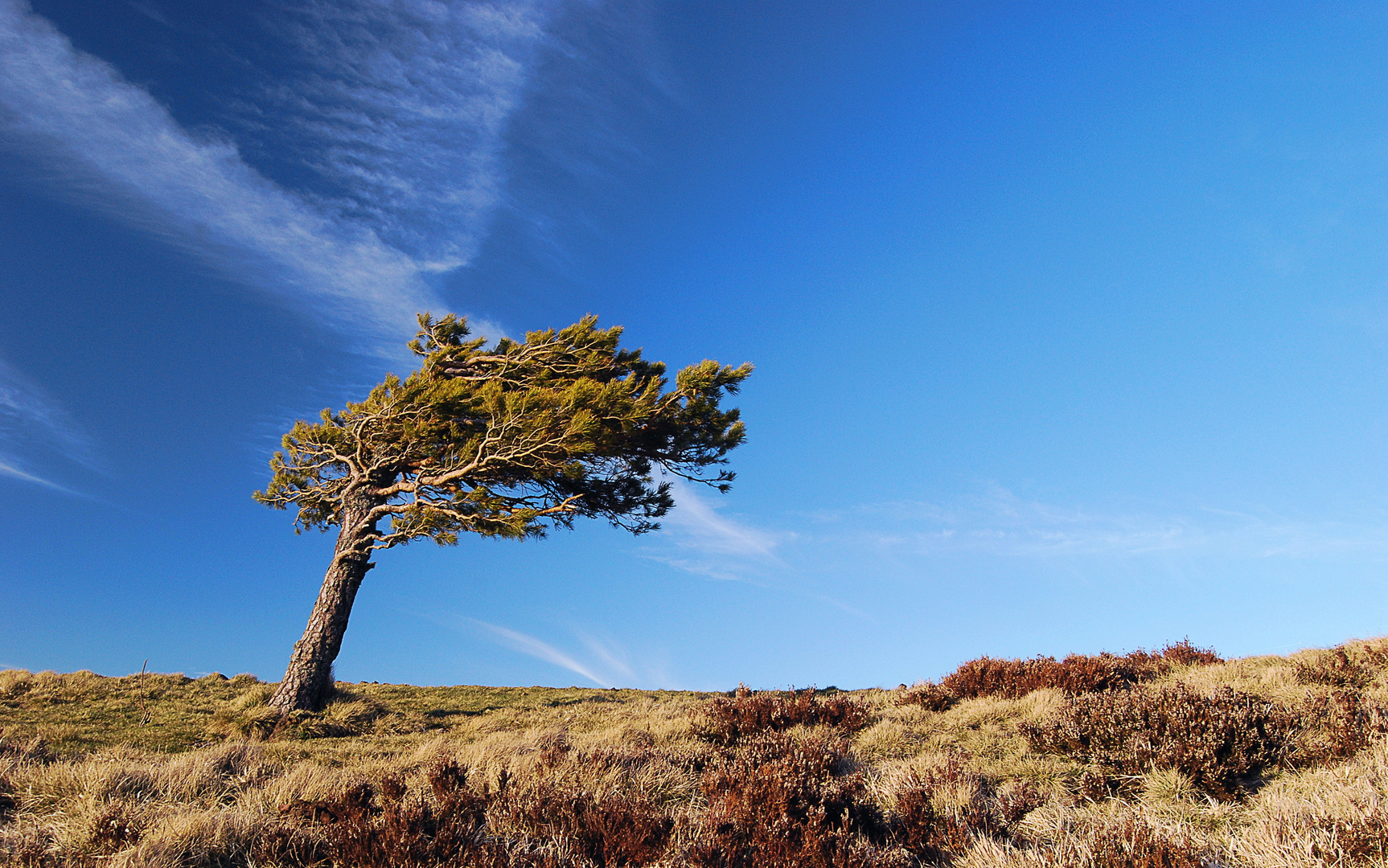 arbre solitaire