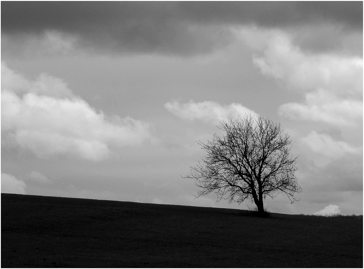 arbre solitaire