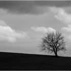 arbre solitaire