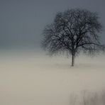 Arbre solitaire dans le froid