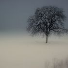 Arbre solitaire dans le froid