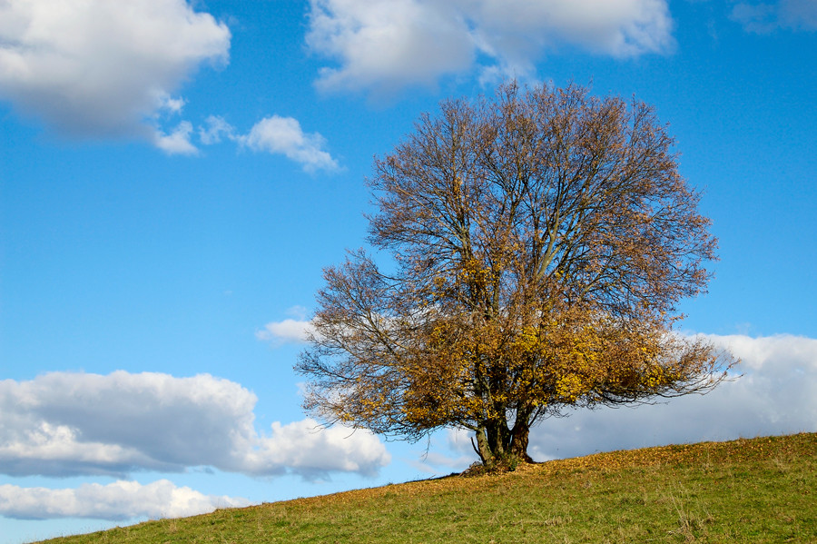 Arbre solitaire