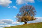 Arbre solitaire de Patick Finet 