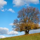 Arbre solitaire