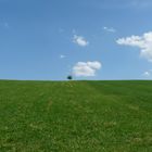 Arbre solitaire près de Unterried - Bavière