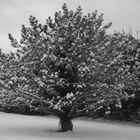 Arbre sous la neige