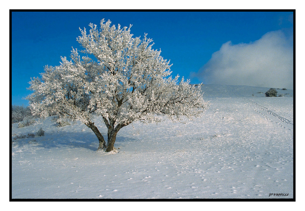 Arbre sous la Neige