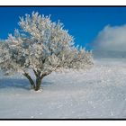 Arbre sous la Neige