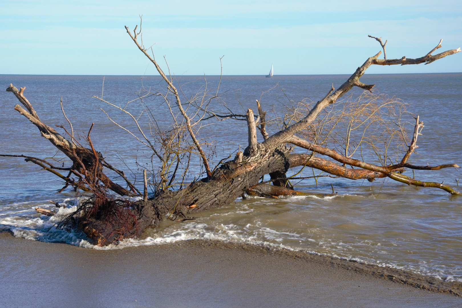 Arbre sur la plage