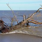 Arbre sur la plage