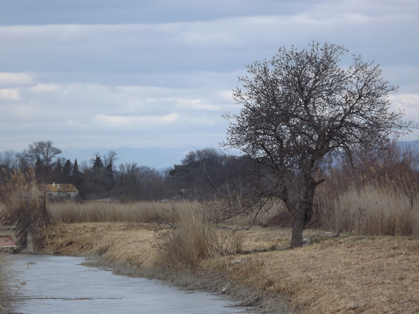 arbre sur la riviere gelee