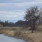 arbre sur la riviere gelee