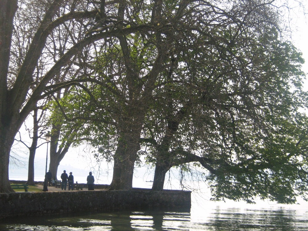 arbre sur le lac