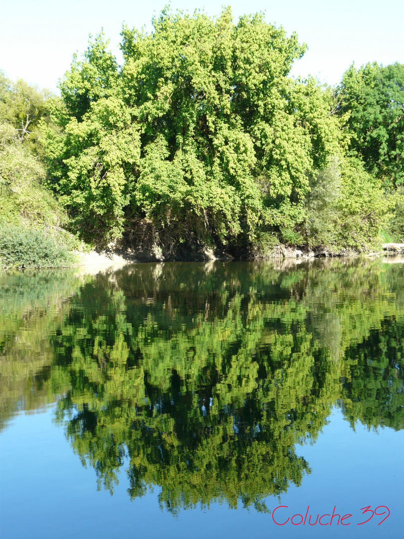 Arbre sur l'eau