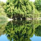 Arbre sur l'eau