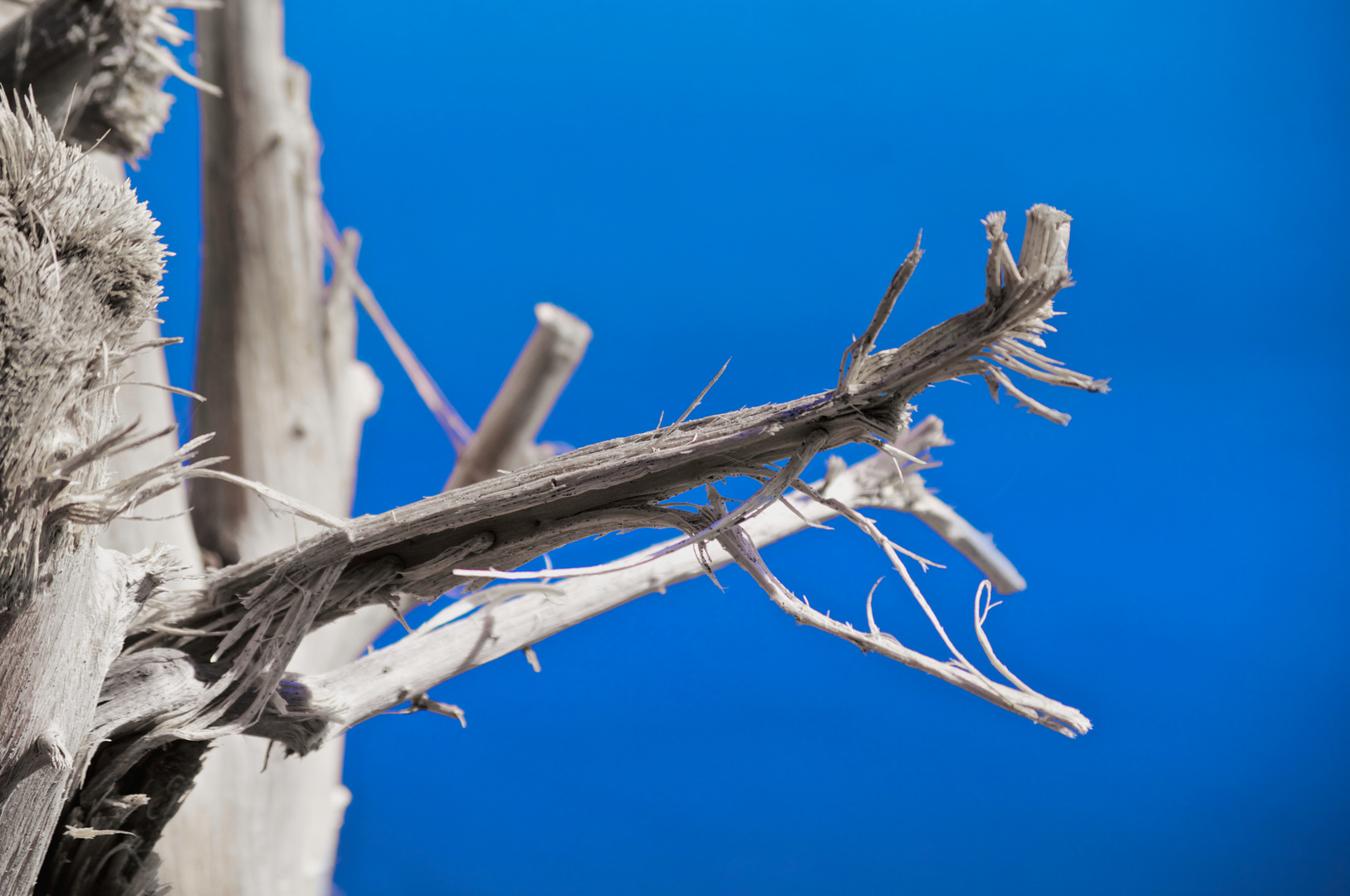 Arbre sur une plage du Costa Rica