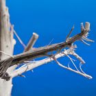 Arbre sur une plage du Costa Rica