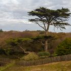 Arbre Terrasse