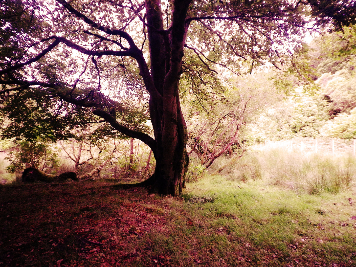 Arbre tombant