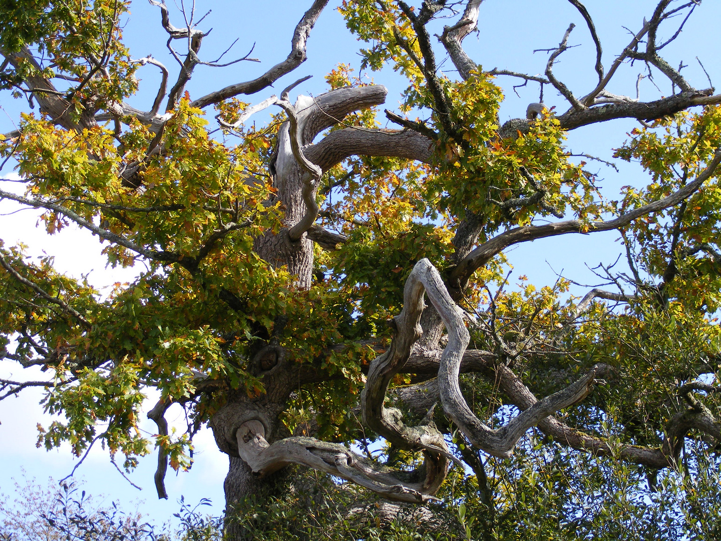 Arbre tortueux